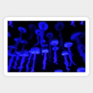 Blue Jelly Fish Sticker